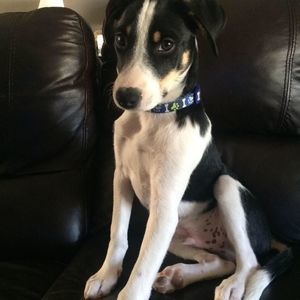 Meet your Posher, Kalli